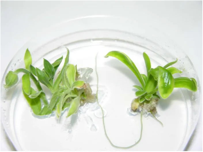 Figure 4:  Calendula plantlets derived from isolated microspore culture on rooting medium
