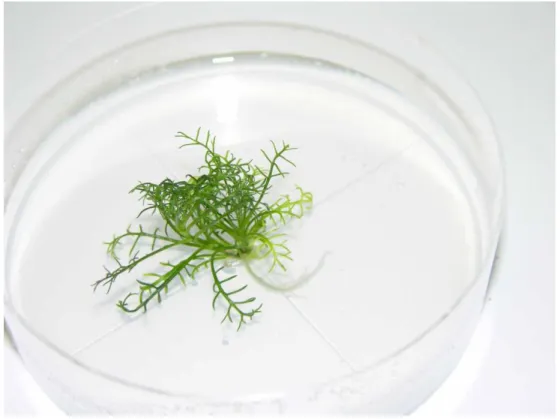 Figure 5: Chamomile shoot derived from isolated microspore culture on rooting medium. 
