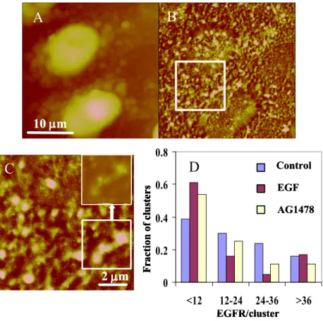 Fig.  6.    NSOM  imaging  of  EGFR in  fixed  HeLa  cells.  (A,  B)  Simultaneously  recorded  NSOM  topography  and  fluorescence  images