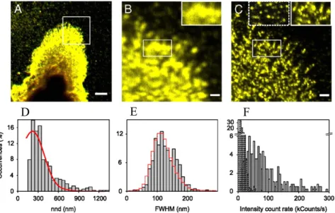 Fig.  7.  (A)  Confocal  image  of  CtxB-GM1  at  the  cell  surface  of  a  fixed  monocyte