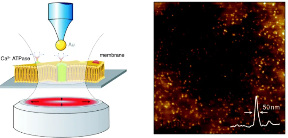 Fig.  8. Cartoon  depicting  the  principle for  antenna-based  NSOM  (left). NSOM 