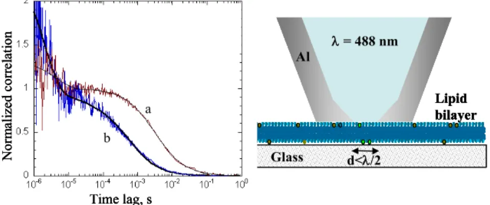 Fig.  9. Cartoon  (right)  illustrating  FCS-NSOM  configuration  for  a  supported  lipid  bilayer