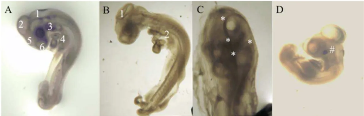 Figure 2C depicts failure of complete neural tube closure after GTN (440 l M) exposure in an embryo 48-hour pd, seen from the dorsal view