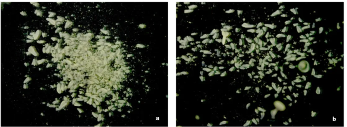 Fig. 5 DH12075 embryos from (a) control microspores and (b) microspores separated by Percoll density  centrifugation