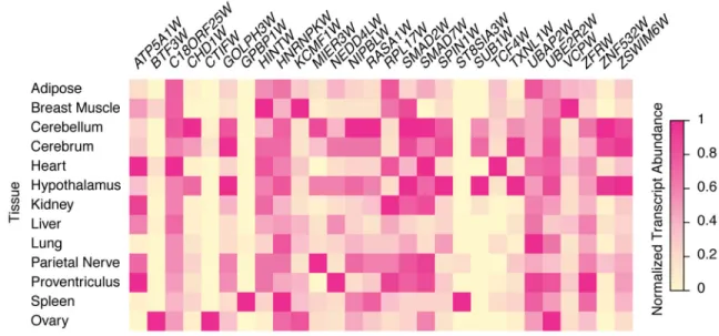 Figure 2. Chicken W chromosome genes are broadly expressed across adult somatic tissues Heatmap showing relative expression levels of W chromosome genes in adult female tissues  from the Chickspress RNA-seq dataset (PRJNA204941)