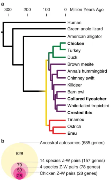 Figure 3. Ancestral Z-W gene pairs from 14 avian species