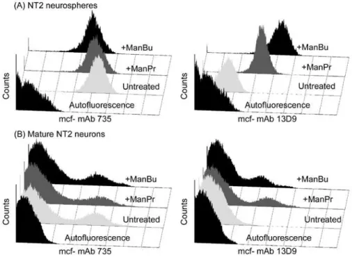 Figure 6.  The effects of ManPr and ManBu sialic acid precursors on PSA expression on NT2 neurons at  different  stages of maturation