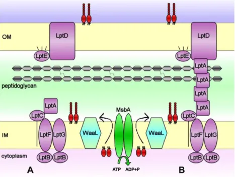 Fig. 1. Two possible models proposed for LPS transport across the periplasm of Gram-negative bacteria