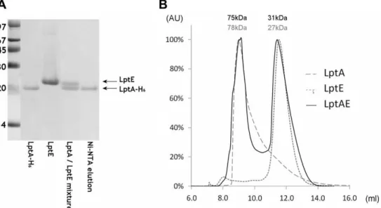 Fig. 3. No complex is observed between LptA and LptE, either by pull-down assays or SEC