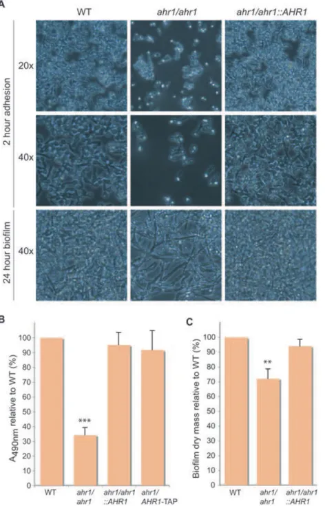 Fig. 4. Disrupting the Ahr1p–Mcm1p complex affects adherence to polystyrene and reduces biofilm density