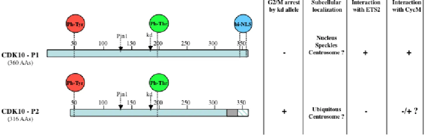 Figure 1: Schematic diagram and properties of two CDK10 splice isoforms.  Both CDK10 isoforms contain the conserved  amino acid residues that undergo regulatory (de)phosphorylation events controlling the (de)activation of CDK proteins