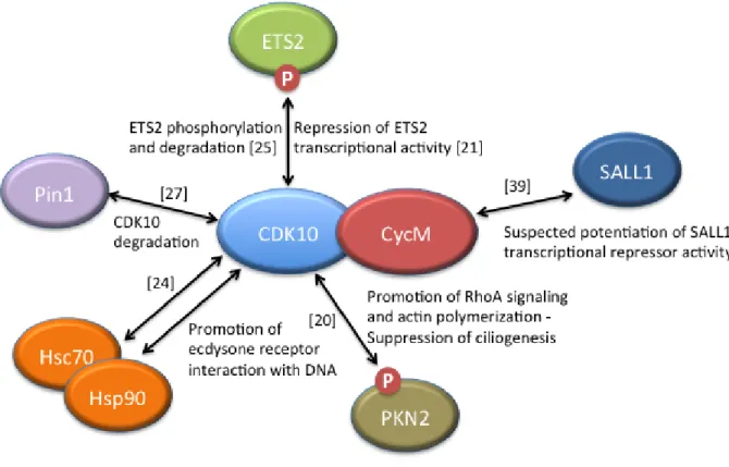 Figure 2: CDK10/CycM protein interactions and associated functions.  Only those interactions for which functional data have  been obtained are included, with the exception of SALL1, for which strong human genetics evidence suggests a biologically-relevant 
