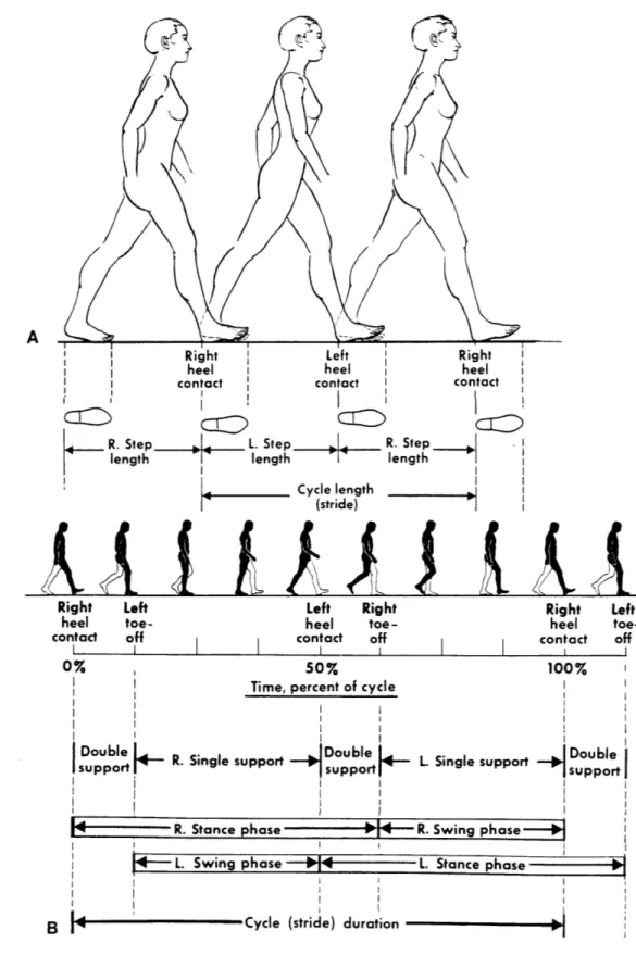 Figure  1:  Walking  cycle (from Human Walking, Inman  et.  al  [6],  page  26)ARihcorCB I