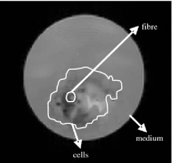 Figure 2 shows an example of a proton MR image of the bioreactor with a fiber. The results of  the study demonstrated that the GAG concentration in human breast carcinoma cells can be  measured and quantified using ex vivo MRI