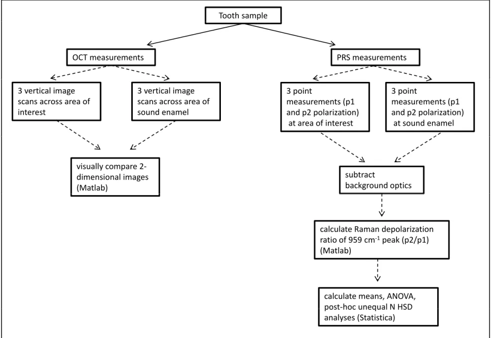 Fig. 2 Tooth sample OCT measurements PRS measurements 3 vertical image  scans across area of  interest 3 vertical image  scans across area of sound enamel 3 point  measurements (p1  and p2 polarization) at area of interest 3 point  measurements (p1  and p2