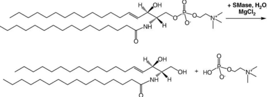 Fig. 1. Chemical structures of C 16 sphingomyelin and ceramide.