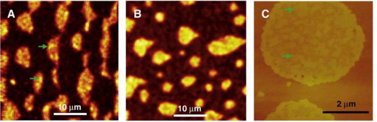 Fig. 4. AFM height image (A), corresponding maps of breakthrough force (B), Young's modulus (C), and force curves (D) measured on supported lipid bilayers prepared from DOPC/