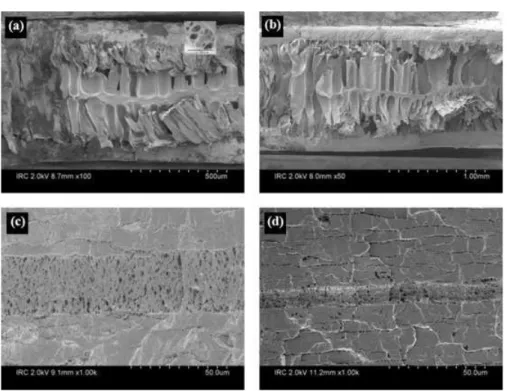 Figure 6. SEM micrographs of PLLA foams as a function of contact time: (a) 3 min; (b) 5 min; (c) 10 min; (d) 24 h