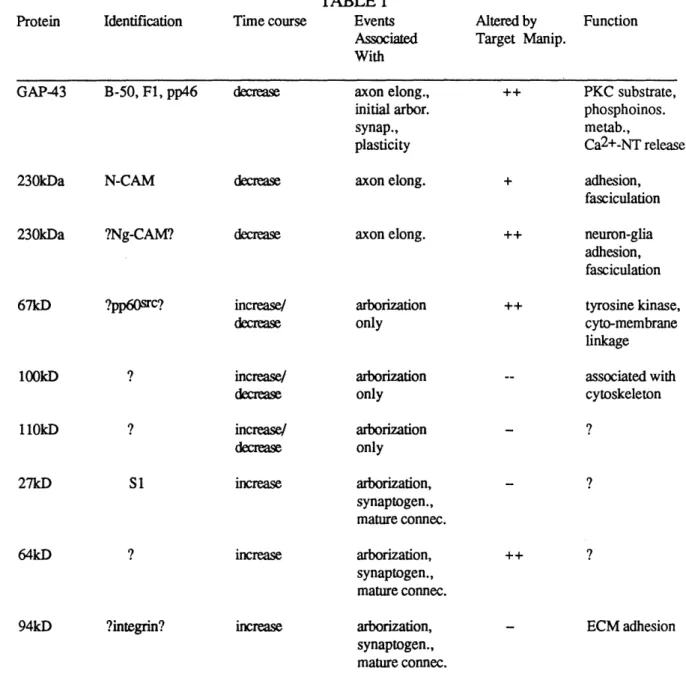 Table  1.  Summary  of proteins identified  in identity and functions.