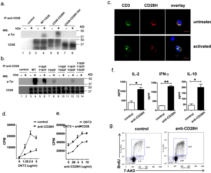 Figure 3. CD28H functions as a co-stimulatory receptor for human T cell