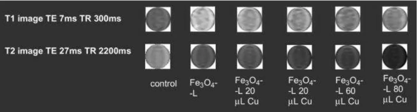 Fig. 4. T 1  and T 2  weighted phantom images of iron oxide nanoparticles with  increased concentrations of Cu 2+  and without Cu 2+ 