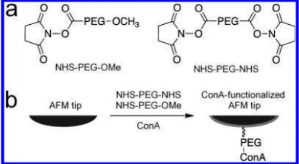 Figure 2. (a) Monofunctional CH 3 O-PEG-NHS (PEG MW 750) and bifunctional NHS-PEG-NHS (PEG MW 6000)