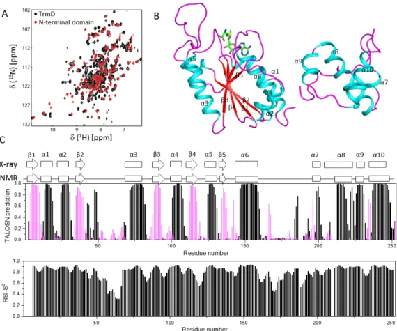 Figure 2. Secondary structure of PaTrmD in solution. A. Overlay of the  1 H- 15 N-HSQC spectra of N-terminal domain (red) and full length PaTrmD (black)