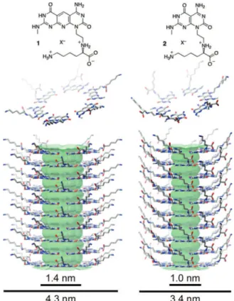 Figure 1. × K1 (1) and K1 (2) modules, corresponding hexameric rosettes (middle), and RNTs (lower) (X ) CF 3 CO 2 