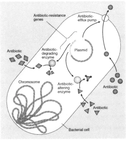 Figure  2.  1.  Drug  Resistance  Mechanisms.  Common  mechanisms  of  resistance  to antibiotics  include  reduced  drug  penetration  (not  shown),  increased  drug efflux,  antibiotic alteration  by  enzymes,  antibiotic  degradation,  or  drug  target 