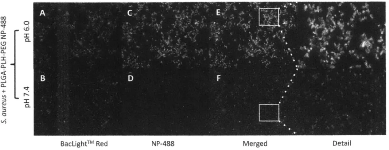 Figure  3.  4.  Fluorescent  confocal  microscopy  of  pH-dependent  binding.  S.  aureus bacteria  labeled with  BacLight TM  Red  were  treated  with  Alexa-488  labeled   PLGA-PLH-PEG NP-488  at pH  6.0  (panels  A,  C,  E)  or  pH  7.4  (panels  B,  D,