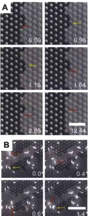 Figure  2.7.  Bacterial  motion  coincides  with  meniscus  advancement.  (A)  Motion  of bacteria and  wetting front at 6 h  into culture,  shown using phase  contrast  imaging
