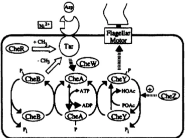 Figure  2-1:  Illustration  of  the  components  of  the  chemotaxis  network,  reproduced from  Bray  et  al [4].