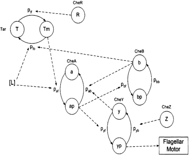 Figure  2-2:  States  and  interactions  in  the  Markov  modulated  Markov  chains  model of  chemotaxis.