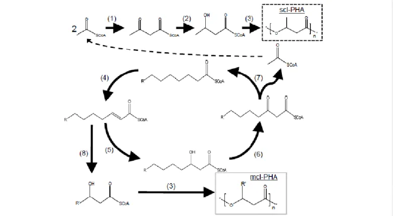 Figure 1: A schematic of microbial PHA production pathways. For scl-PHA, 2 molecules of acetyl-CoA are ligated by a β-ketothiolase (1) to form acetoacetyl-CoA, which  is reduced by acetoacetyl-CoA reductase (2) to form 3-hydroxybutyryl-CoA (3HB-CoA)