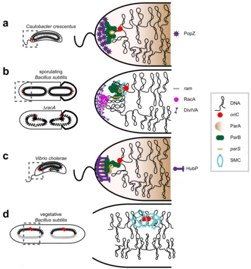 Figure 2. Protein-based systems that anchor specific DNA regions