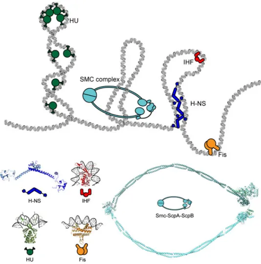 Figure 4. Nucleoid-associated proteins with DNA bridging, wrapping, or bending activities  contribute to the organization of the chromosome