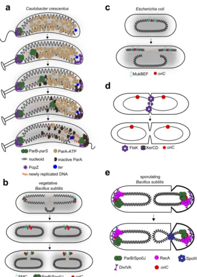 Figure 5. Chromosome segregation