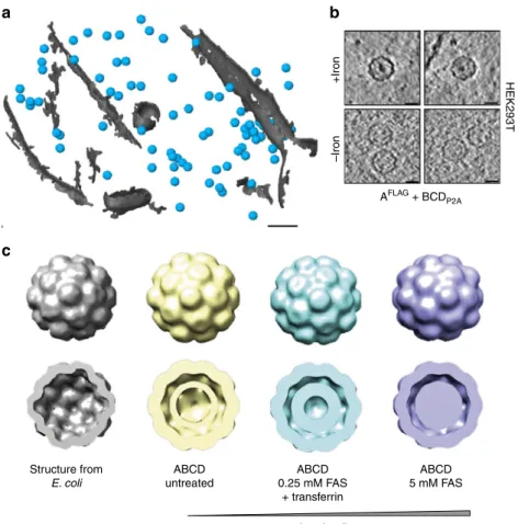 Fig. 8 Encapsulins as genetically encoded markers for cryo-electron tomography (Cryo-ET)