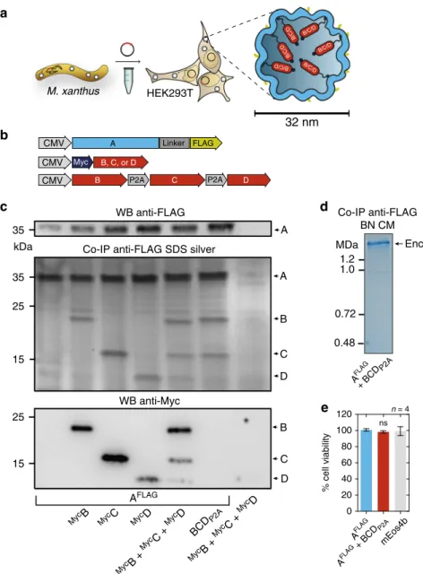 Fig. 1 Assembly of encapsulins and targeting of cargo in HEK293T cells. a Schematic of the heterologous expression of surface-modi ﬁ ed encapsulin variants loaded with endogenous cargo proteins