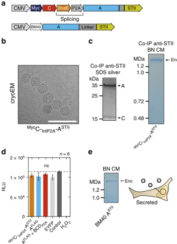 Fig. 2 Combined encapsulin:cargo construct and secreted encapsulin variant. a Scheme of a P2A bicistronic expression construct encoding StrepTagII-tagged ( STII ) nanocompartments containing Myc-tagged C as cargo protein ( Myc C- IntP2A -A STII ) as well a