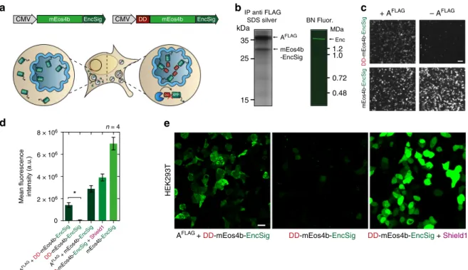 Fig. 3 Selective degradation of non-encapsulated cargo. a Schematic of genetic construct showing a minimal C-terminal encapsulation signal (EncSig) fused to the photoactivatable ﬂ uorescent protein mEos4b (mEos4b-EncSig) to associate it to the inner surfac