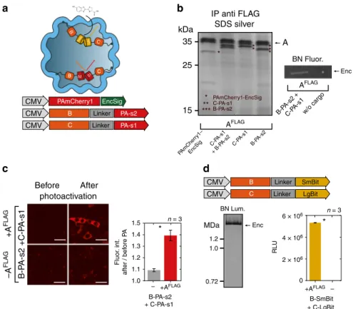 Fig. 4 Multi-component processes and enzymatic reactions can be targeted to encapsulins in mammalian cells