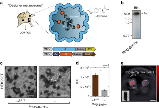 Fig. 5 Bioengineering of a melanosome by targeting melanin-generating tyrosinase to the encapsulin compartment