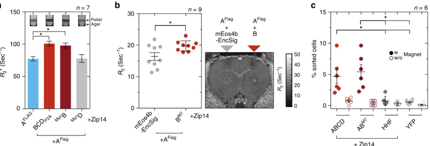 Fig. 7 Iron- ﬁ lled encapsulins enable detection by MRI and magnetic cell separation. a Relaxometry measurements by MRI conducted on cell pellets (~10 7 cells) from HEK293T cells transiently expressing A FLAG + BCD P2A , Myc B, or Myc D, or A FLAG alone (1