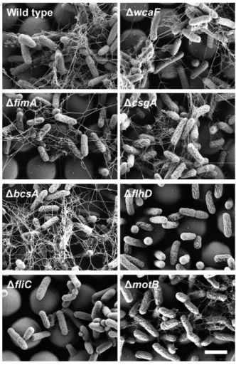 Fig. 2. Phenotypes of bio ﬁ lm-associated knockouts on patterned PDMS.