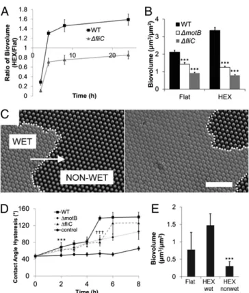 Fig. 3. Colonization of patterned substrates by wild-type and nonmotile bacteria and its relationship to surface wetting