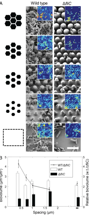 Fig. 4. Differential response of wild-type and Δﬂ iC cells to changes in surface feature spacing