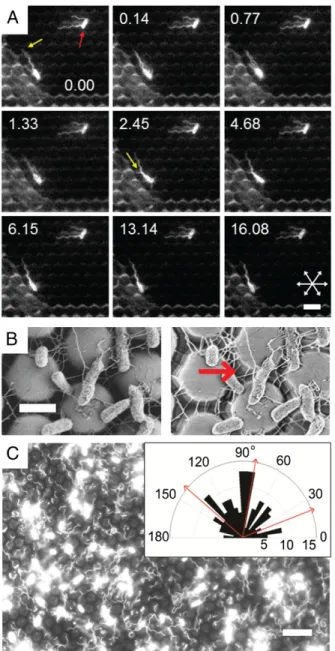 Fig. 5. Flagellar appendages “ reach ” and “ grasp ” to improve surface ad- ad-hesion on patterned surfaces