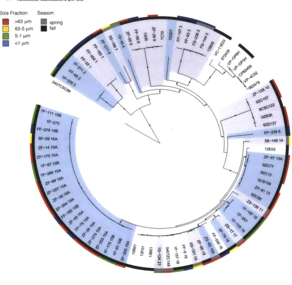 Figure 2.  Species  phylogeny  of Vibrio genomes