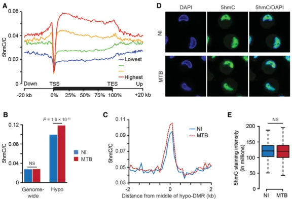 Figure 2. 5hmC is enriched in MTB-DMRs prior to infection. (A) Metagene profiles of 5hmC levels relative to Ensembl transcripts expressed at different levels in human DCs